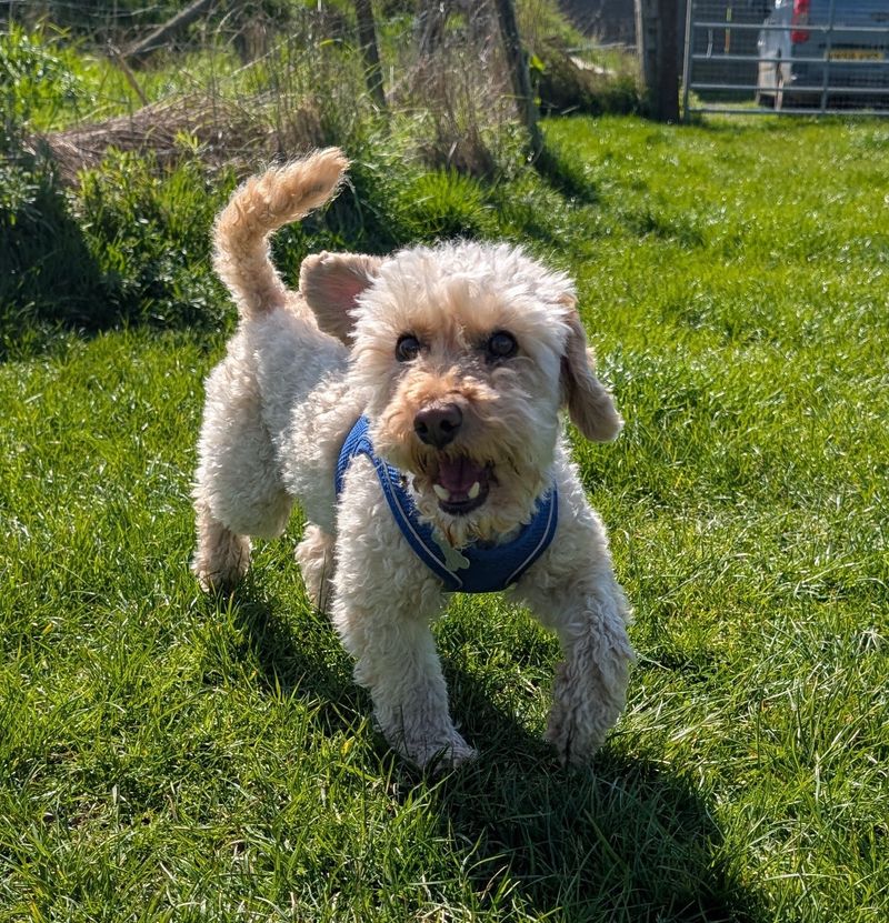 Drop-in pet visit in Warwick caring for a dog at home